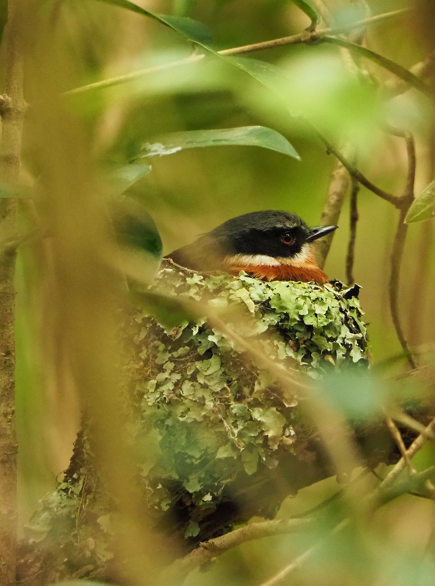 Kapschnäpper (capensis) - ML645460810