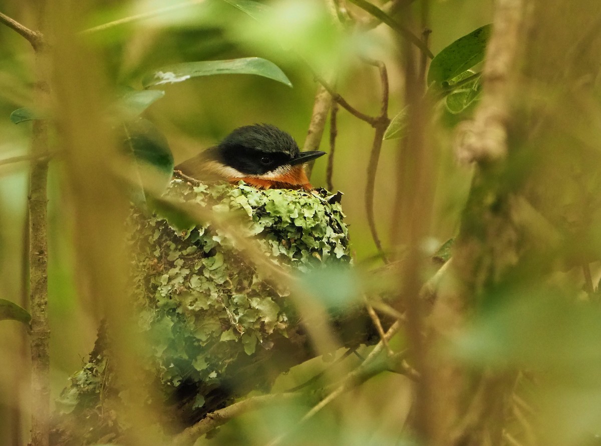 Kapschnäpper (capensis) - ML645460811