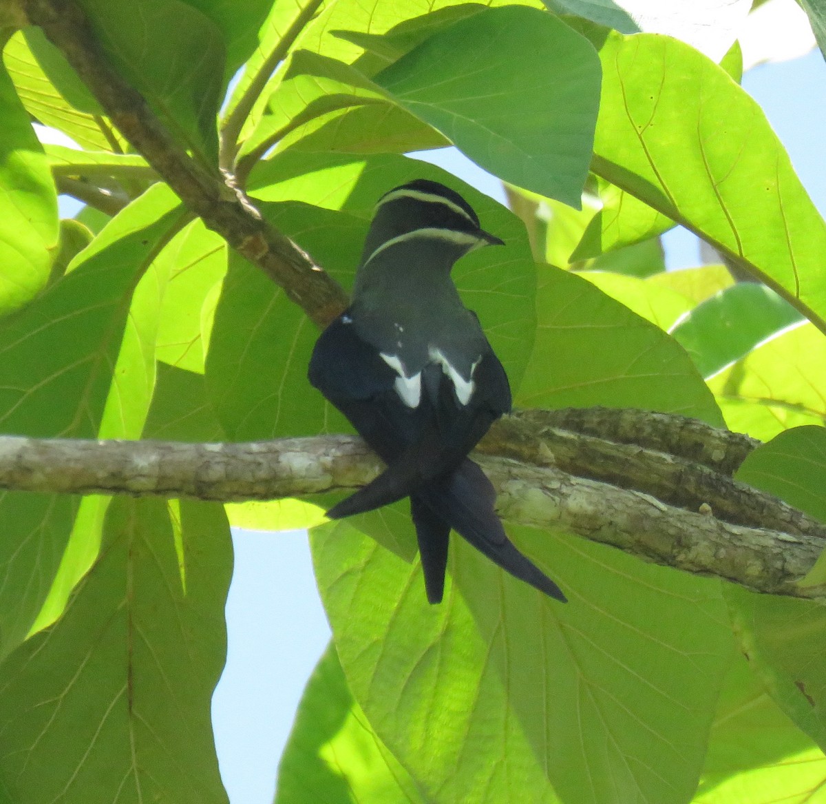 Bıyıklı Ağaç Ebabili - ML645460820