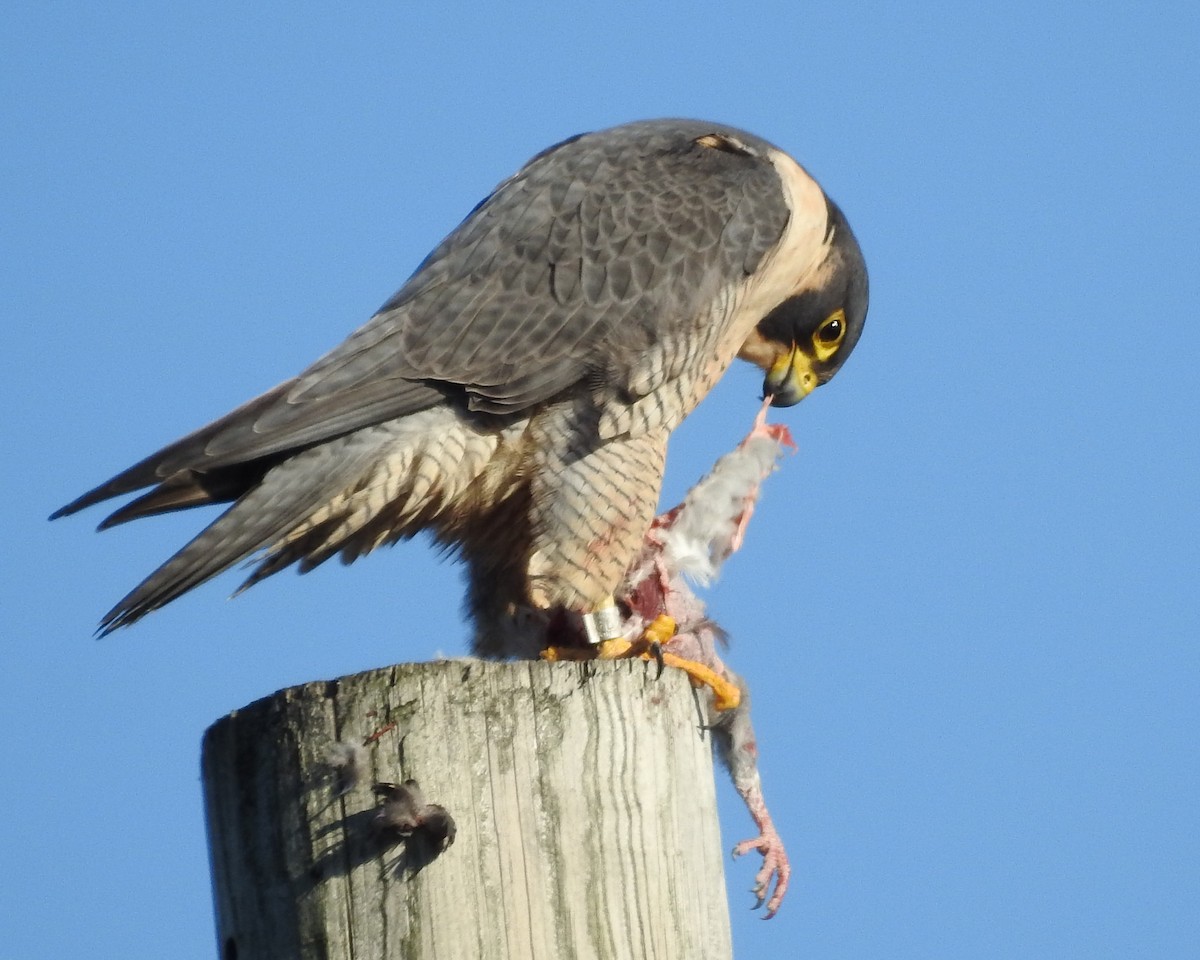 Peregrine Falcon - ML645460832