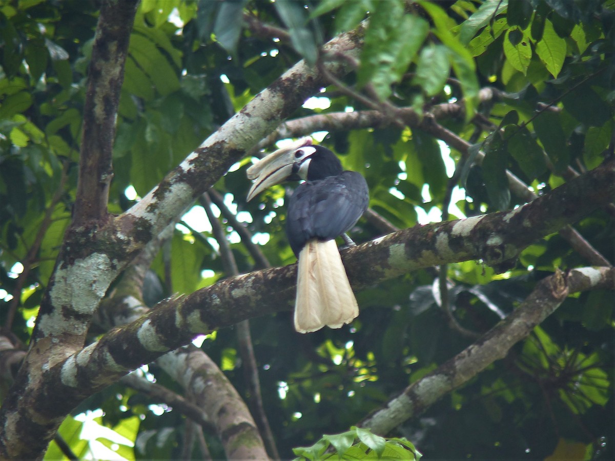 パラワンサイチョウ - ML645460839