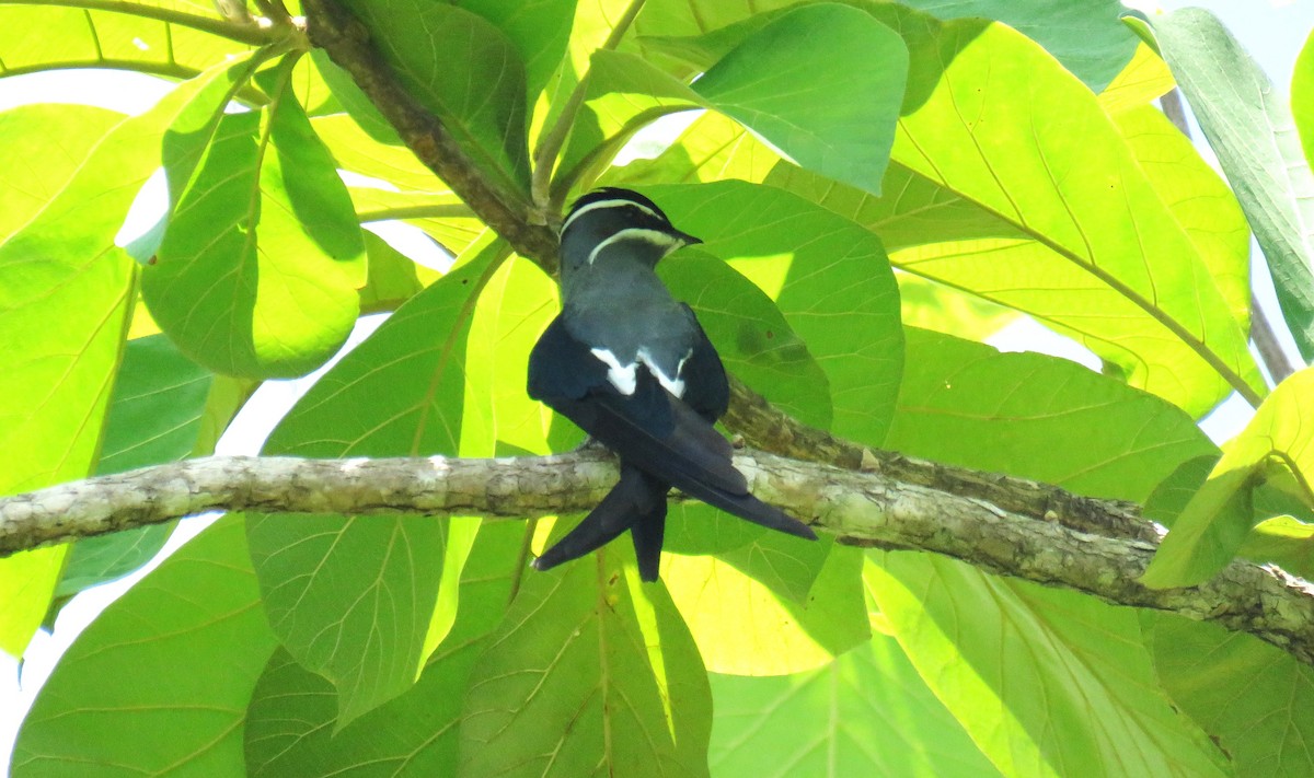 Bıyıklı Ağaç Ebabili - ML645460847