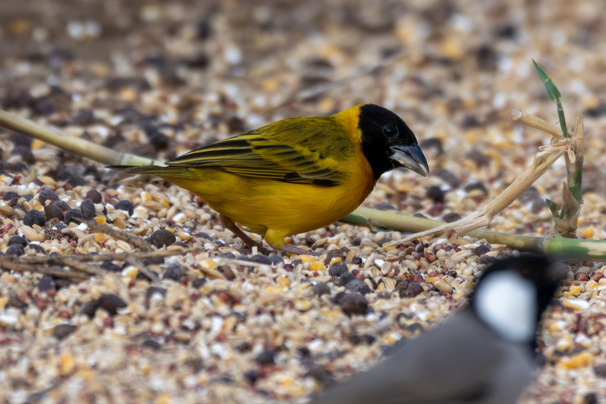 Black-headed Weaver - ML645460852