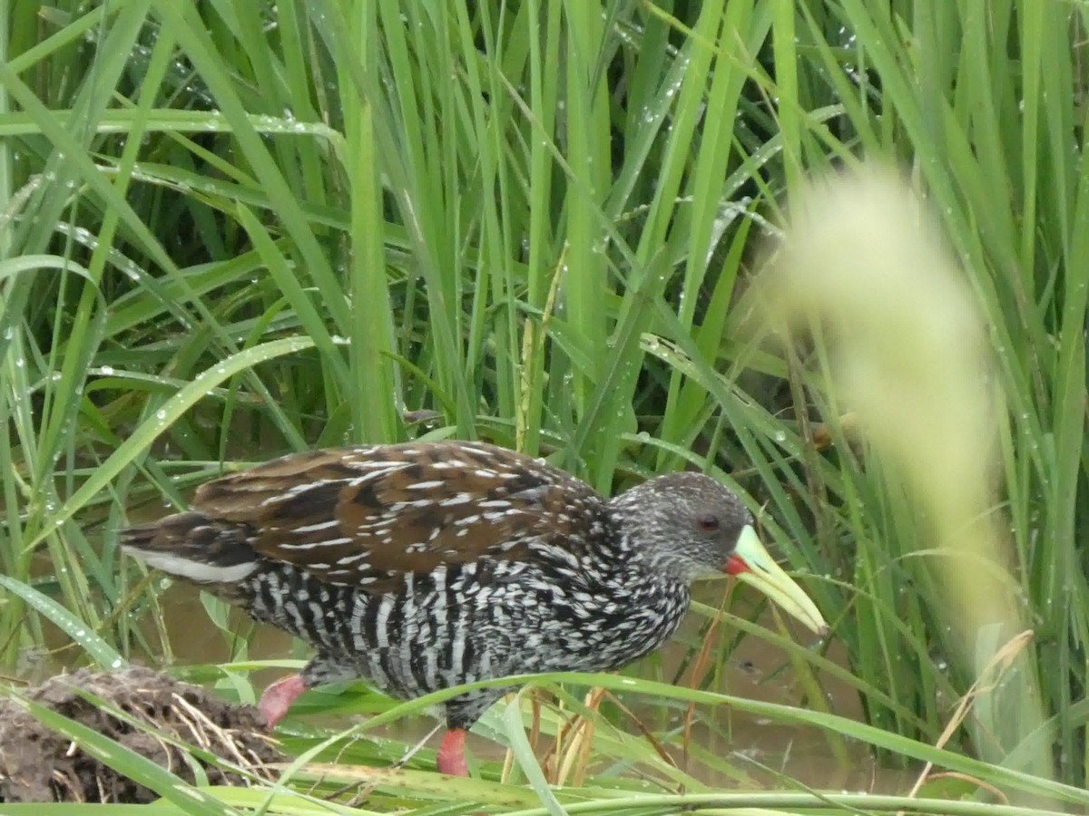 Spotted Rail - ML645460855