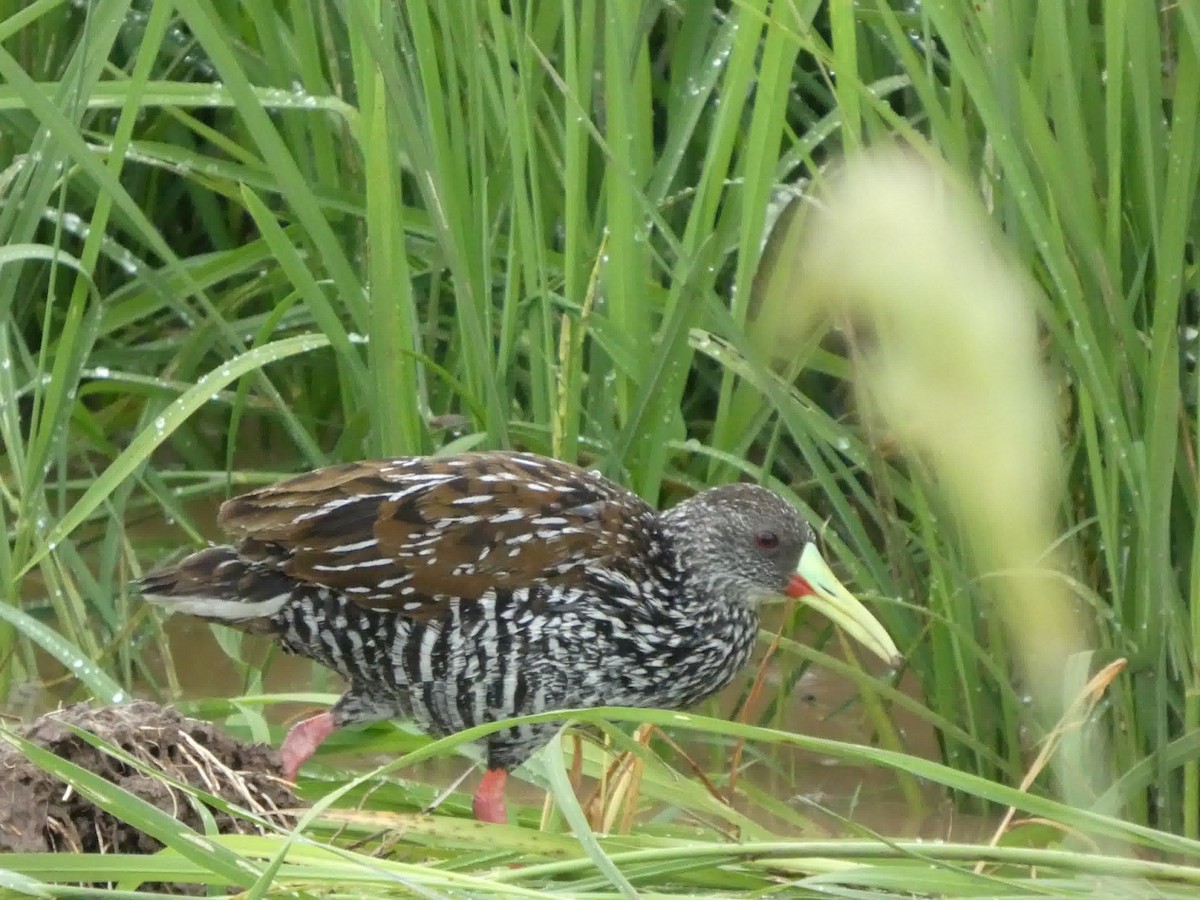 Spotted Rail - ML645460856