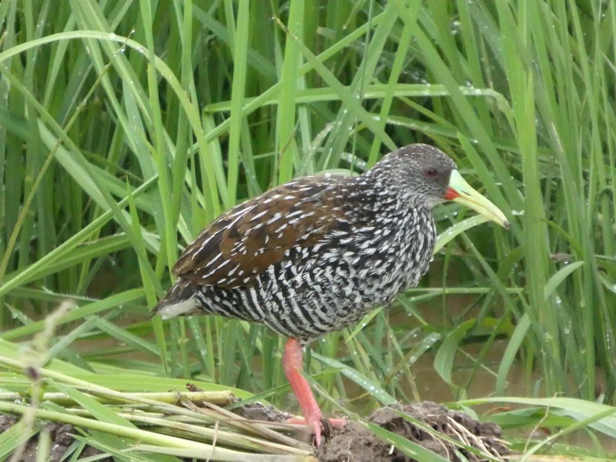 Spotted Rail - ML645460857