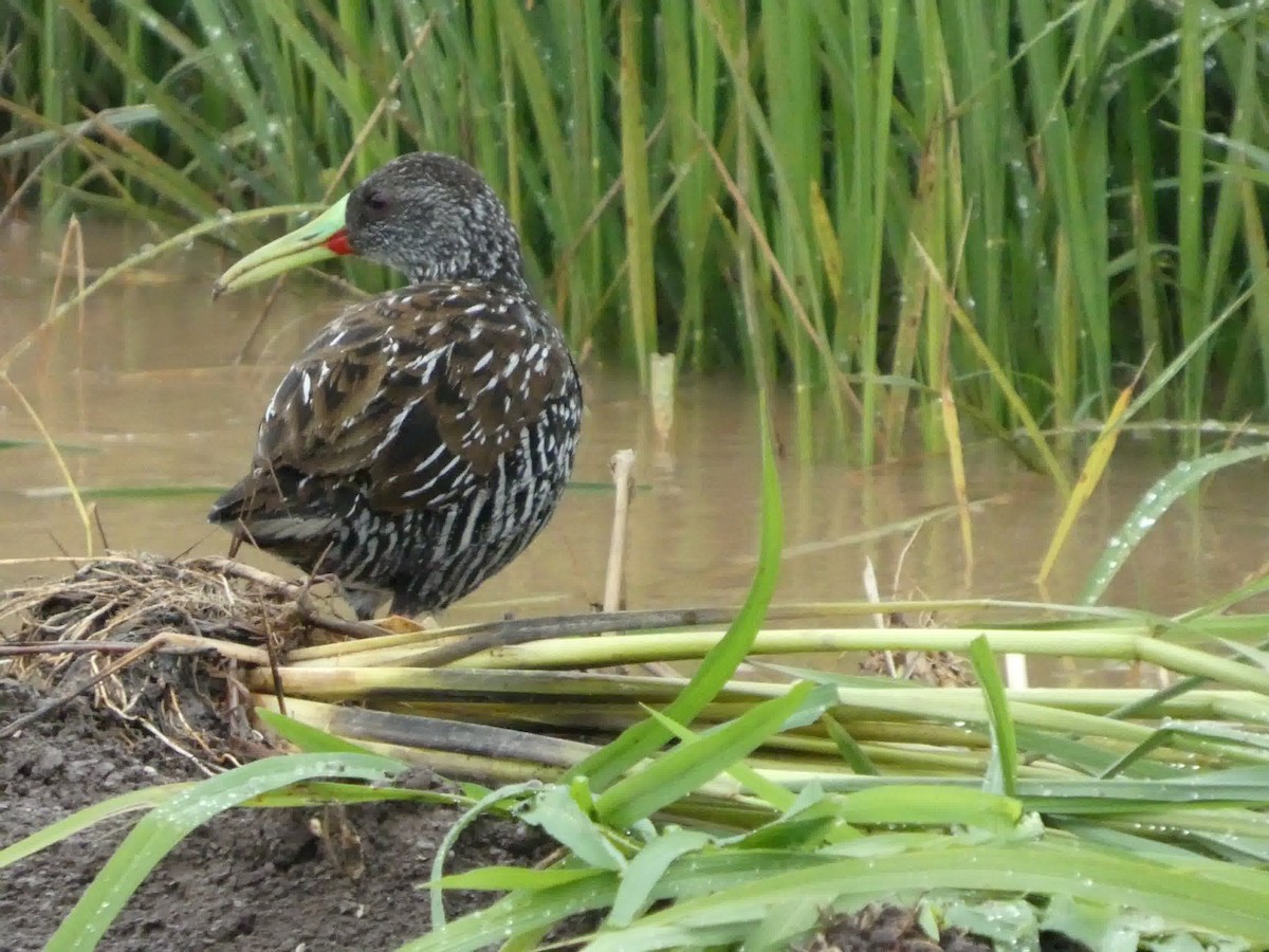 Spotted Rail - ML645460858