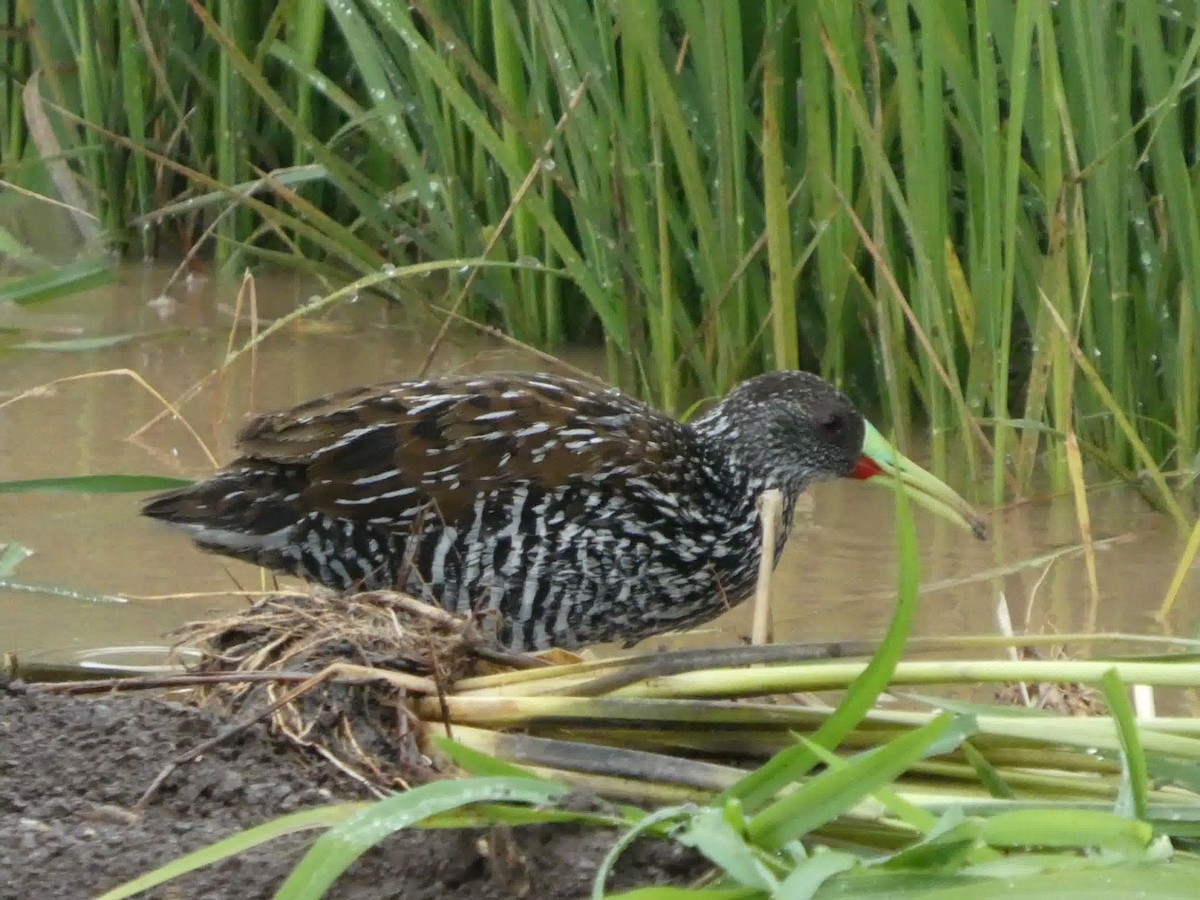 Spotted Rail - ML645460859