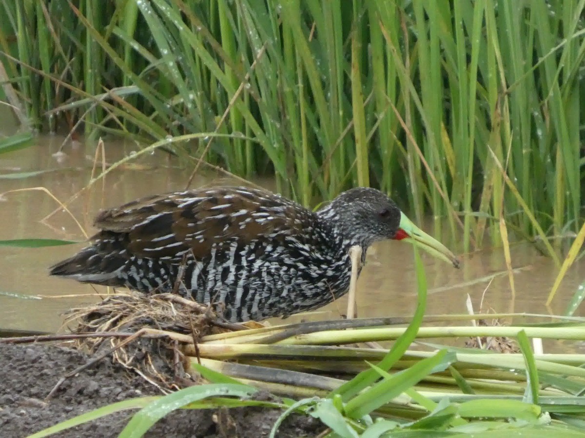 Spotted Rail - ML645460860