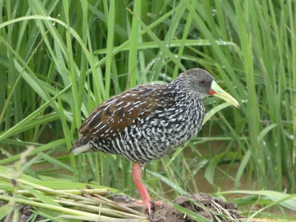 Spotted Rail - ML645460861