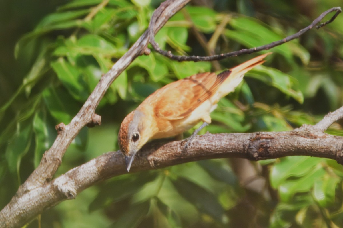 Chestnut-crowned Becard - ML645460863