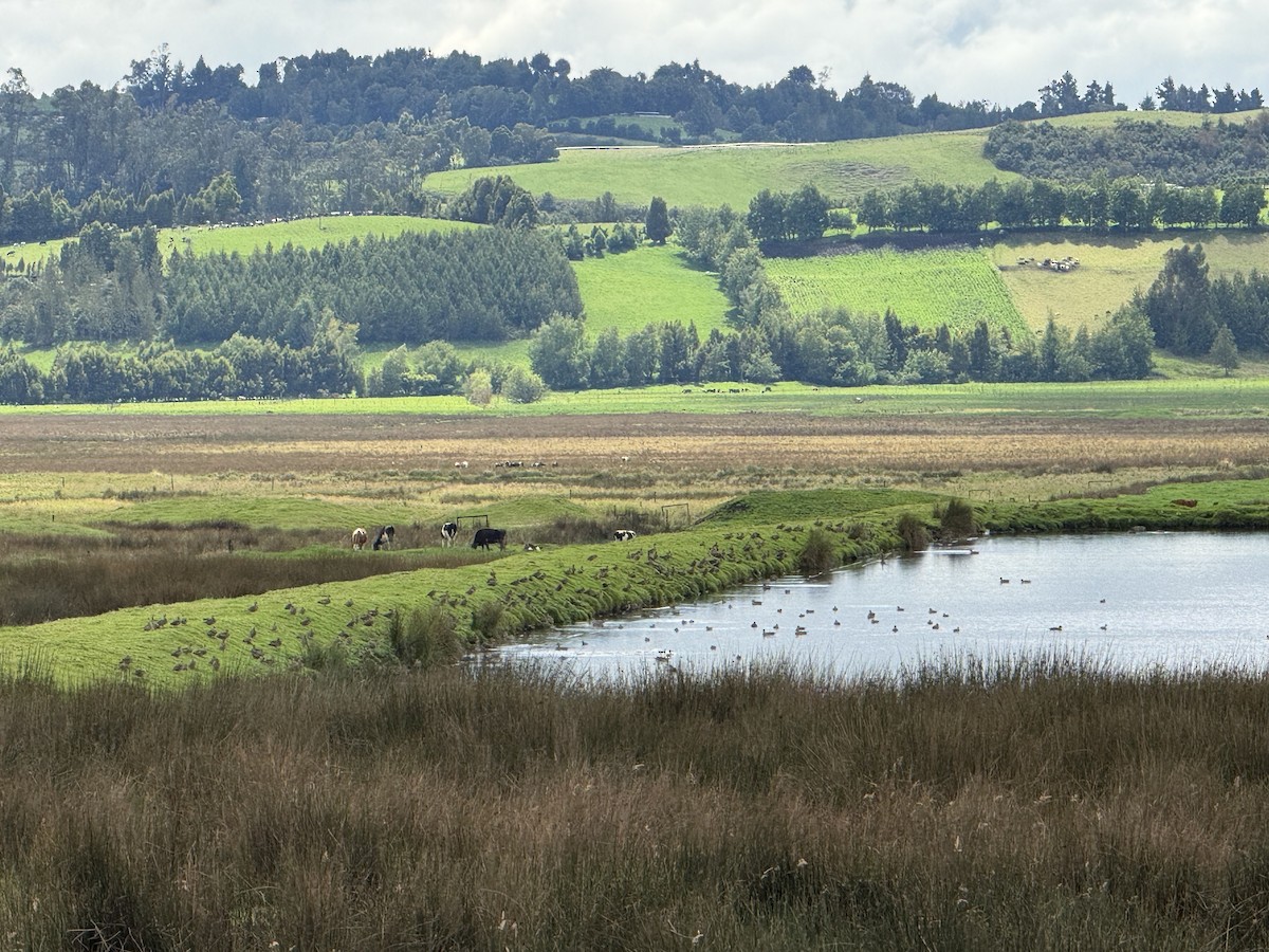 Yellow-billed Pintail - ML645460866
