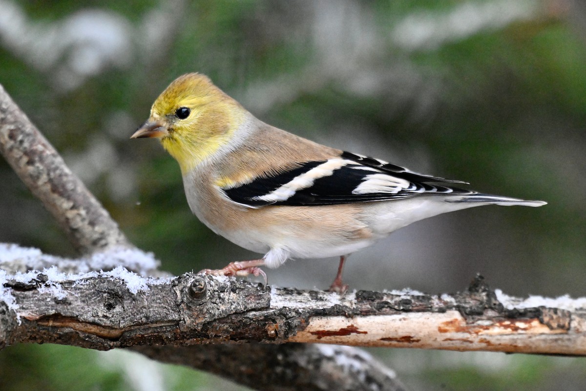 Altın İskete - ML645460881