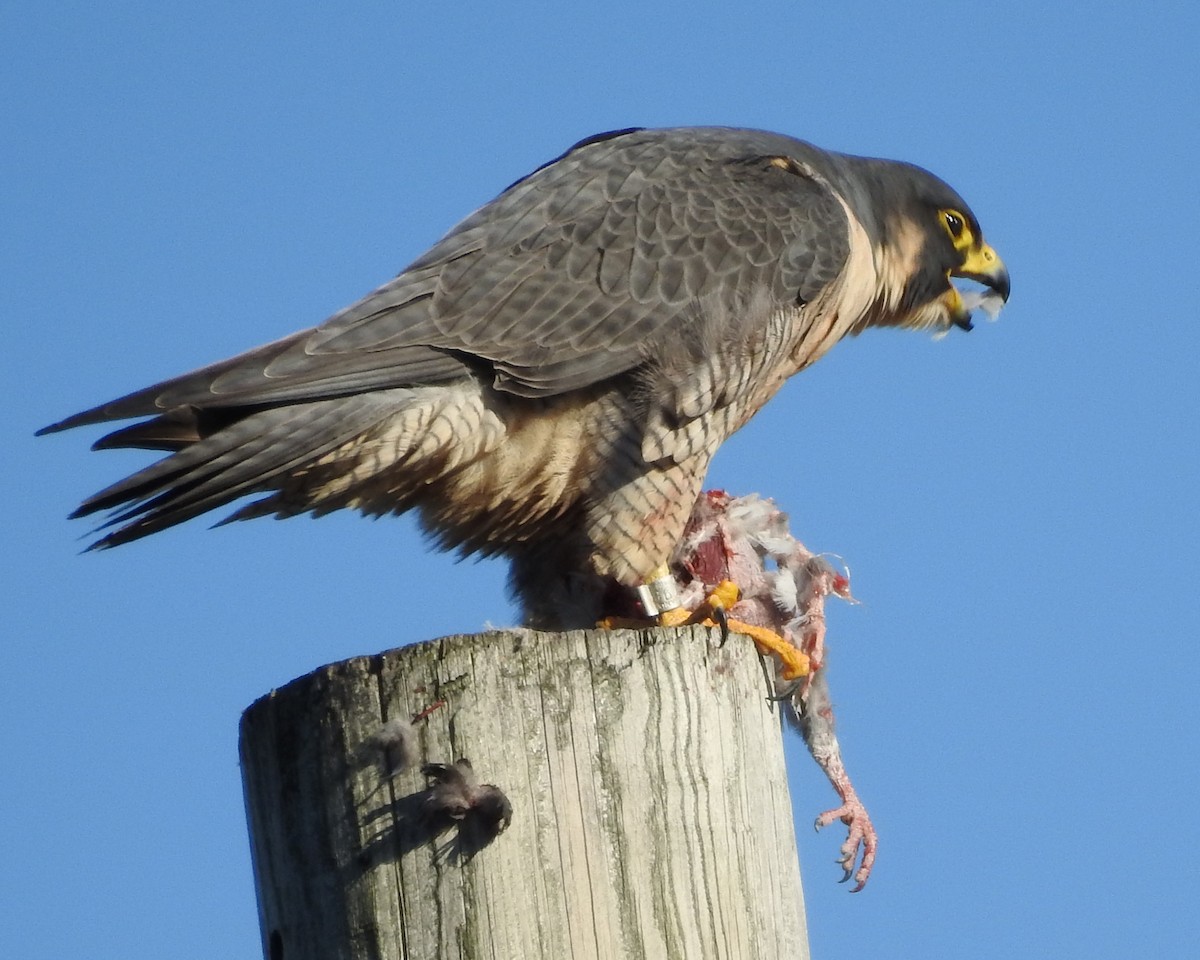Peregrine Falcon - ML645460882