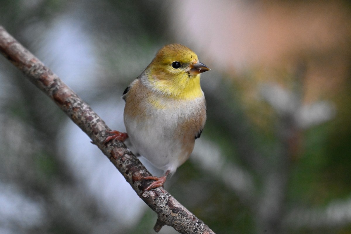 Altın İskete - ML645460885