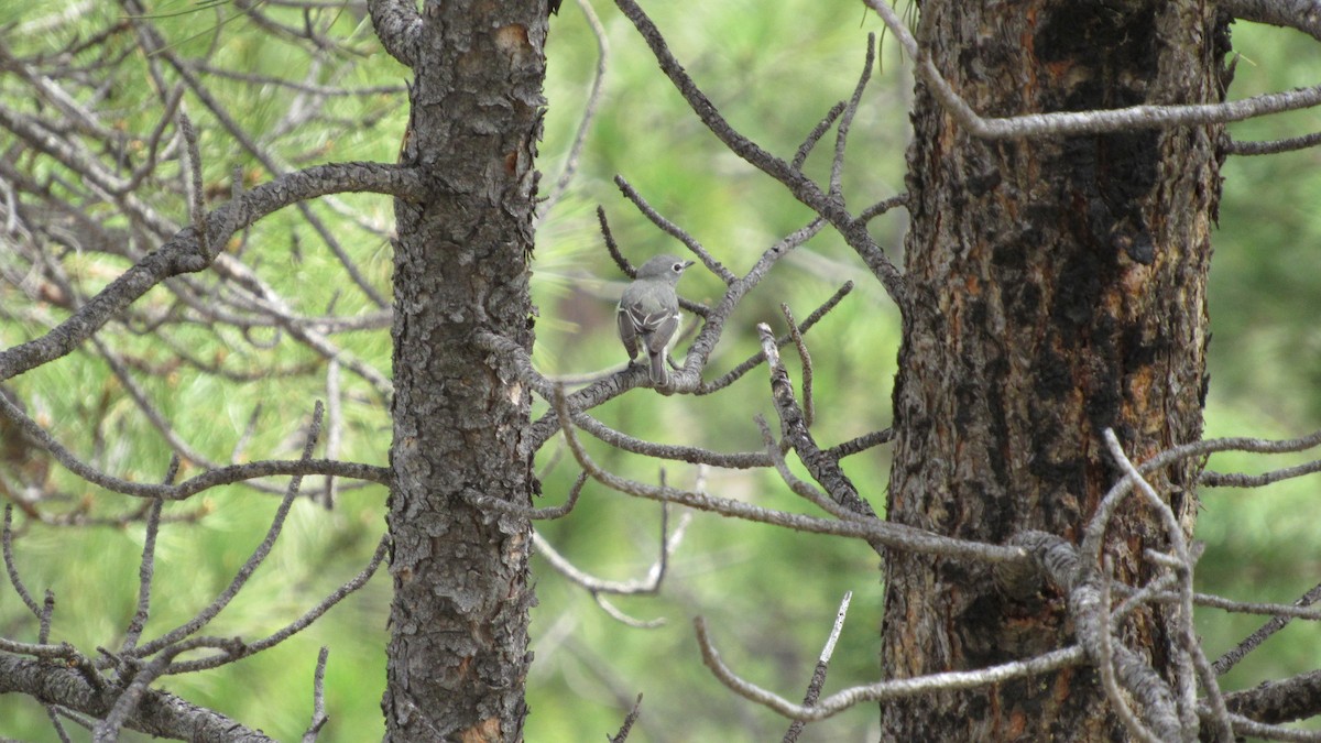 Plumbeous Vireo - ML645460890