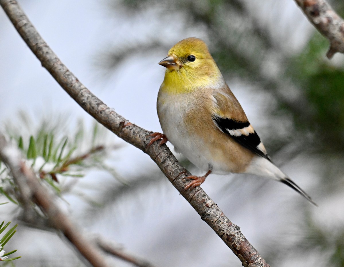 Altın İskete - ML645460892