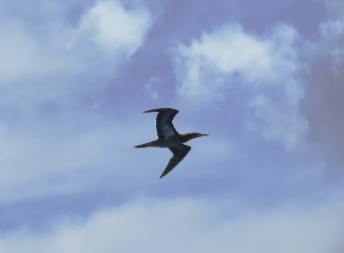 Brown Booby - ML645460898