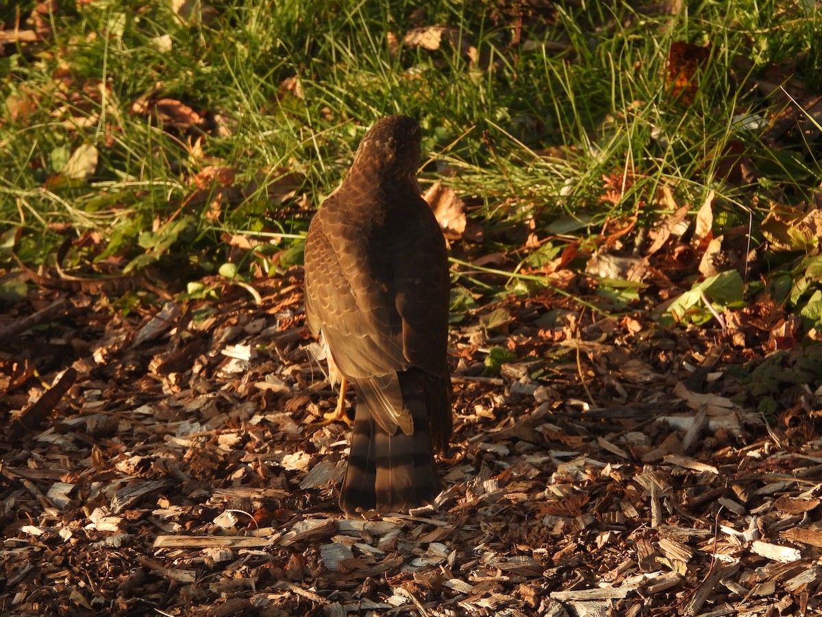 Cooper's Hawk - ML645460899