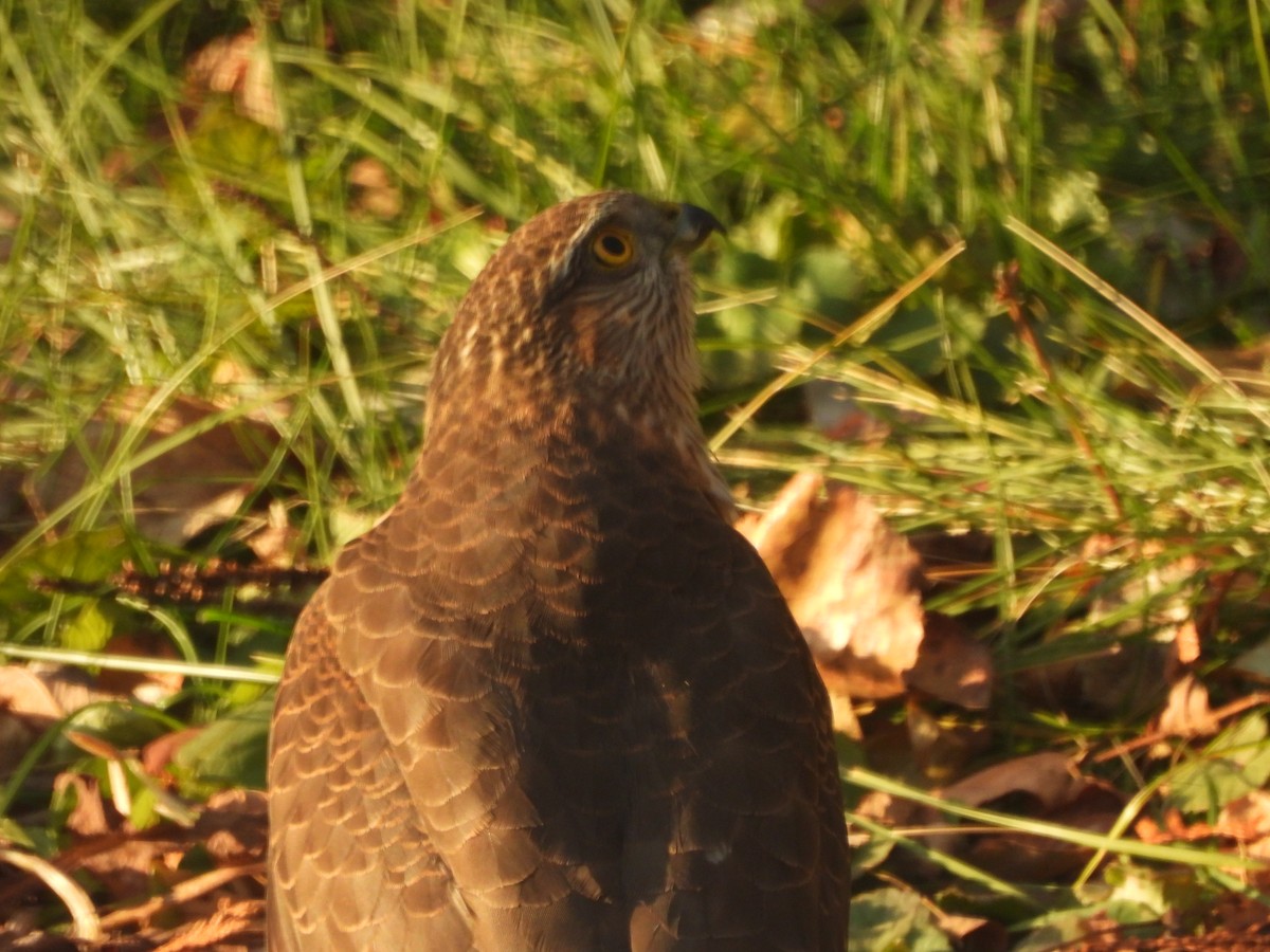 Cooper's Hawk - ML645460900