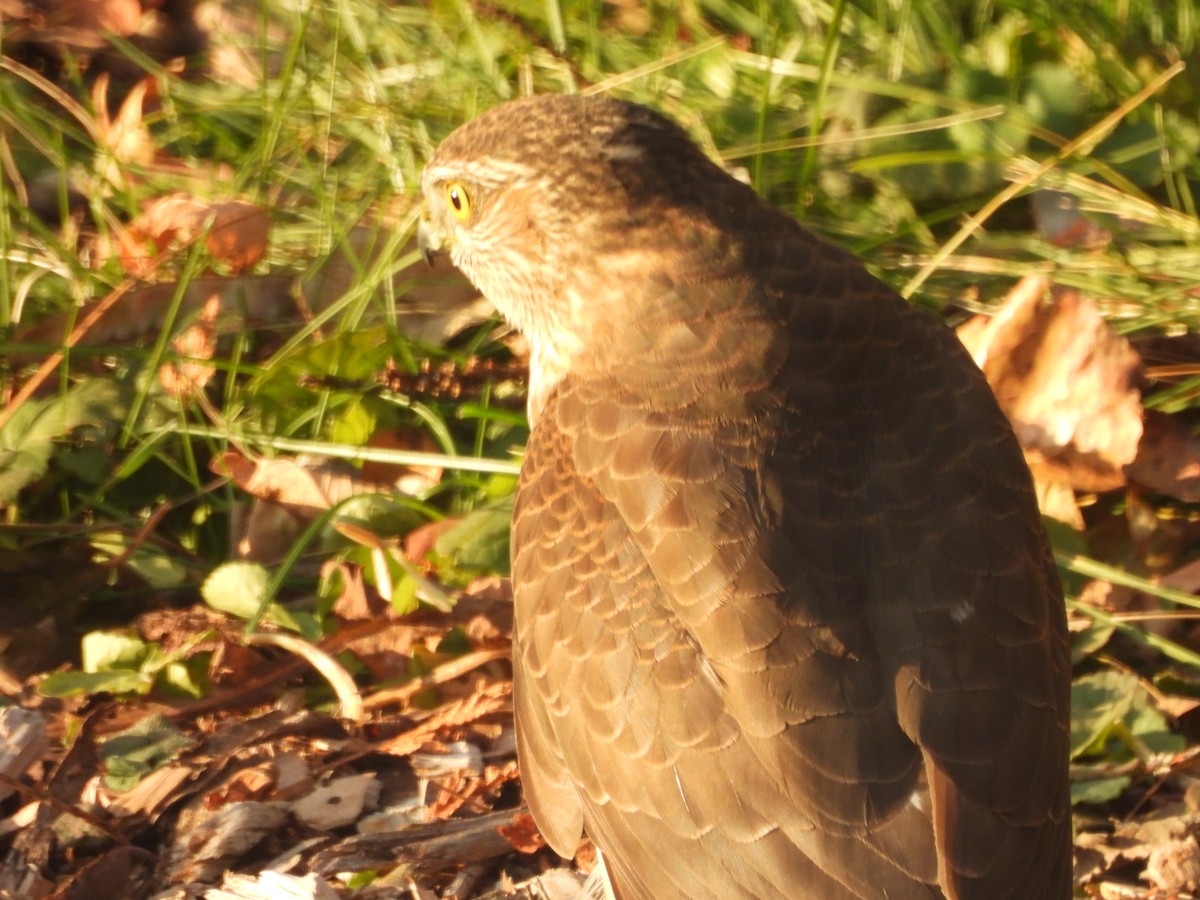 Cooper's Hawk - ML645460901