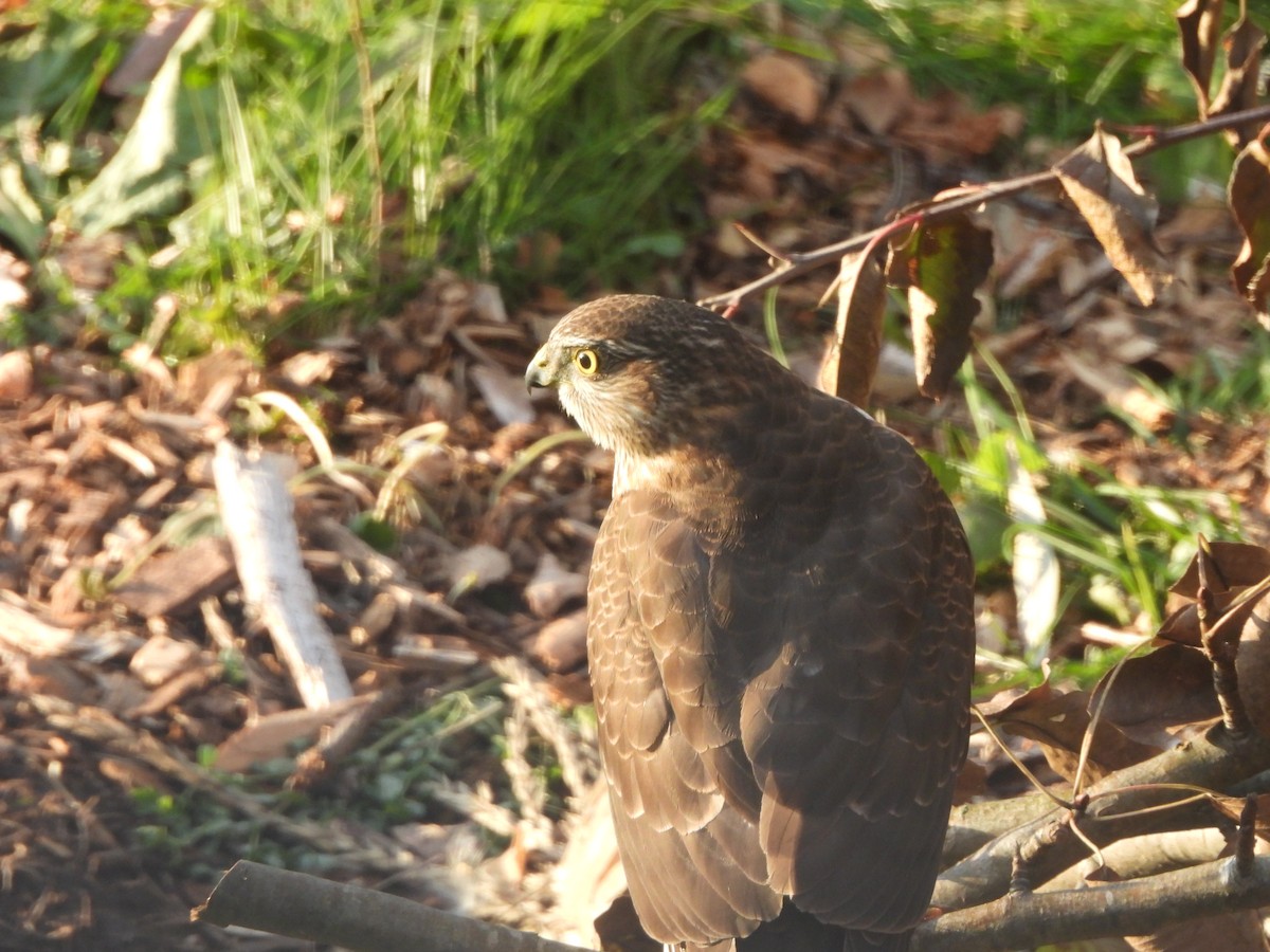 Cooper's Hawk - ML645460902