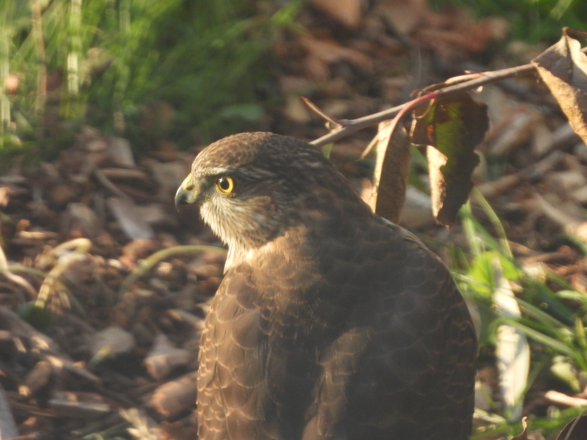 Cooper's Hawk - ML645460903