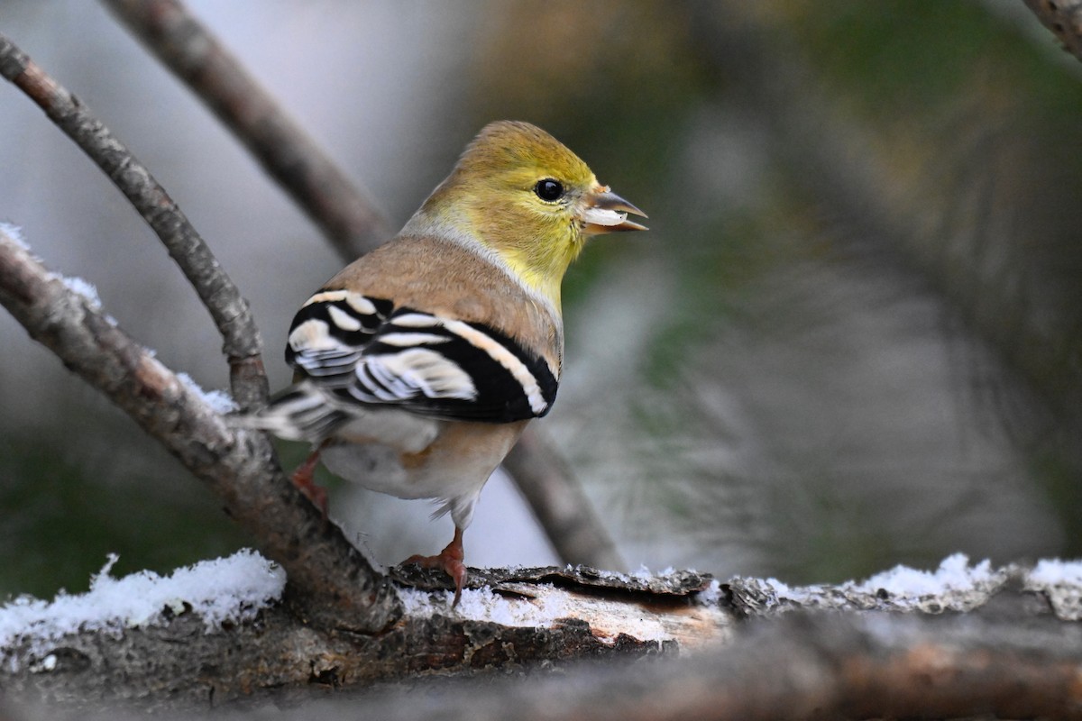 Altın İskete - ML645460908