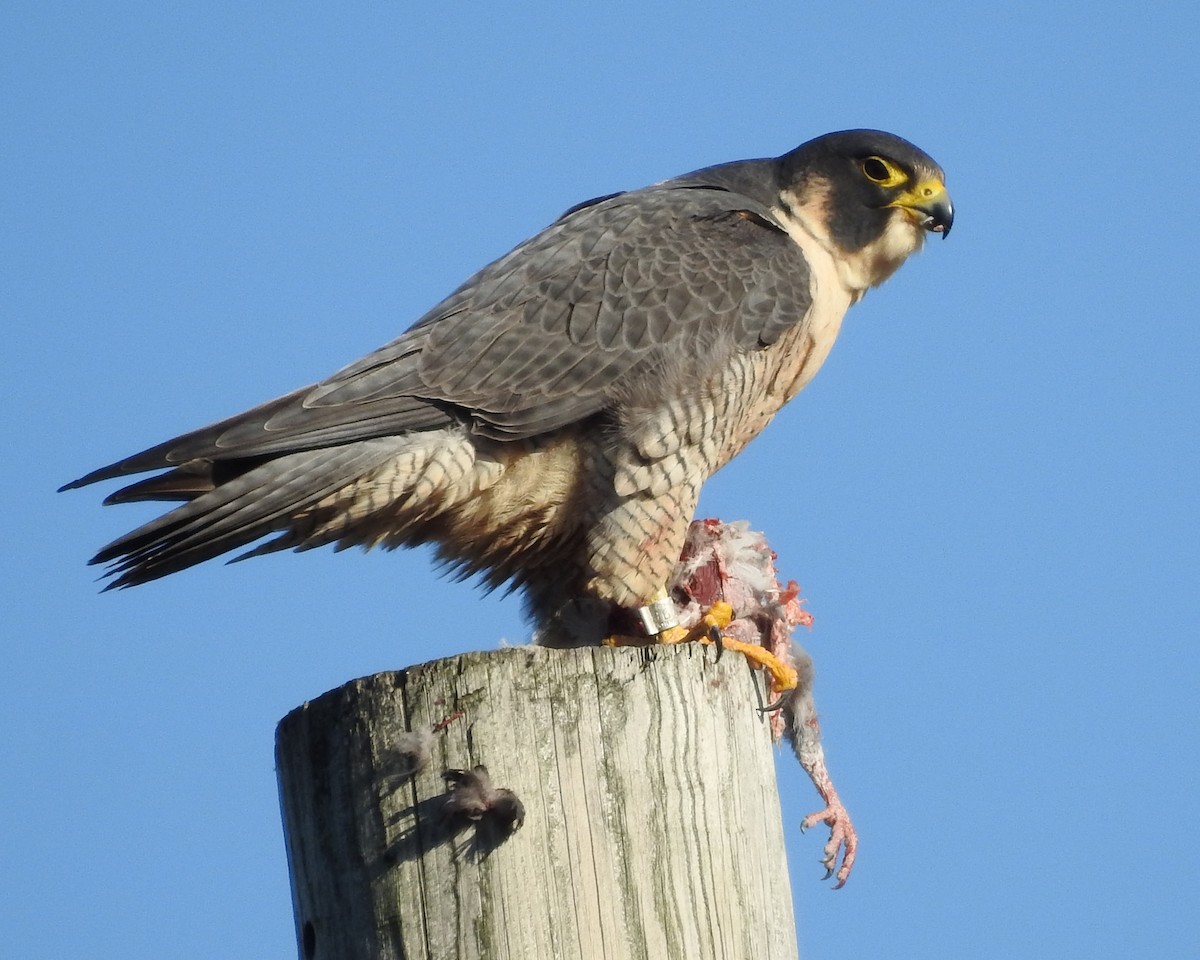 Peregrine Falcon - ML645460921