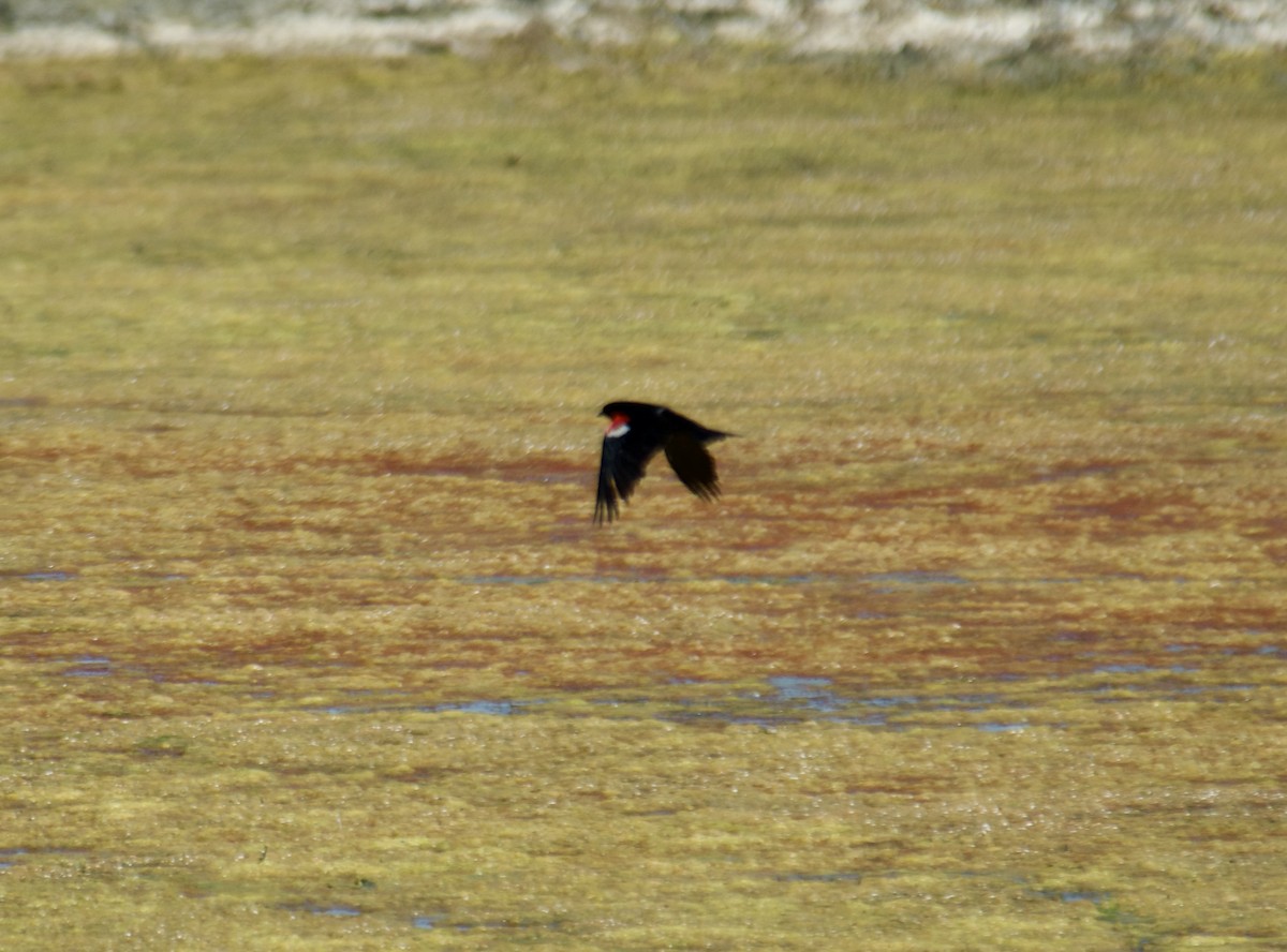 Tricolored Blackbird - ML645460936
