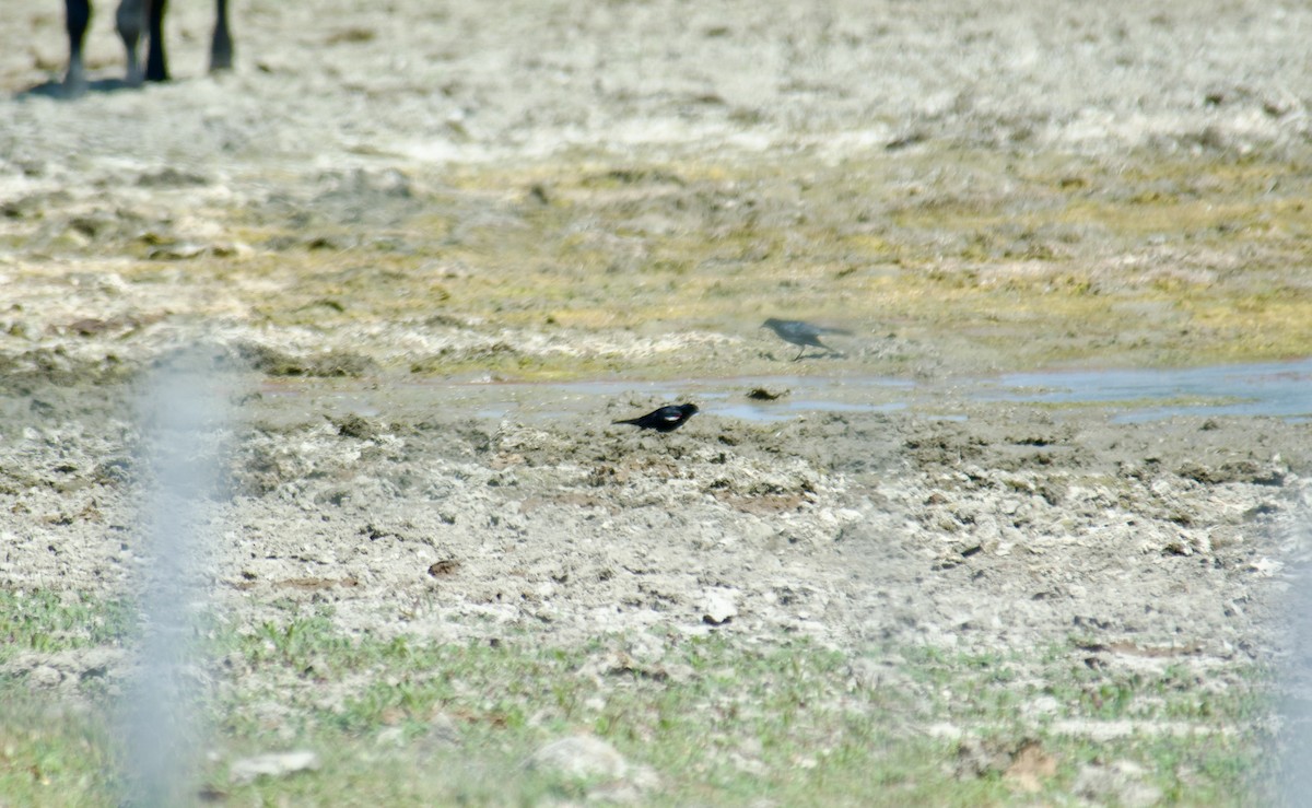 Tricolored Blackbird - ML645460937