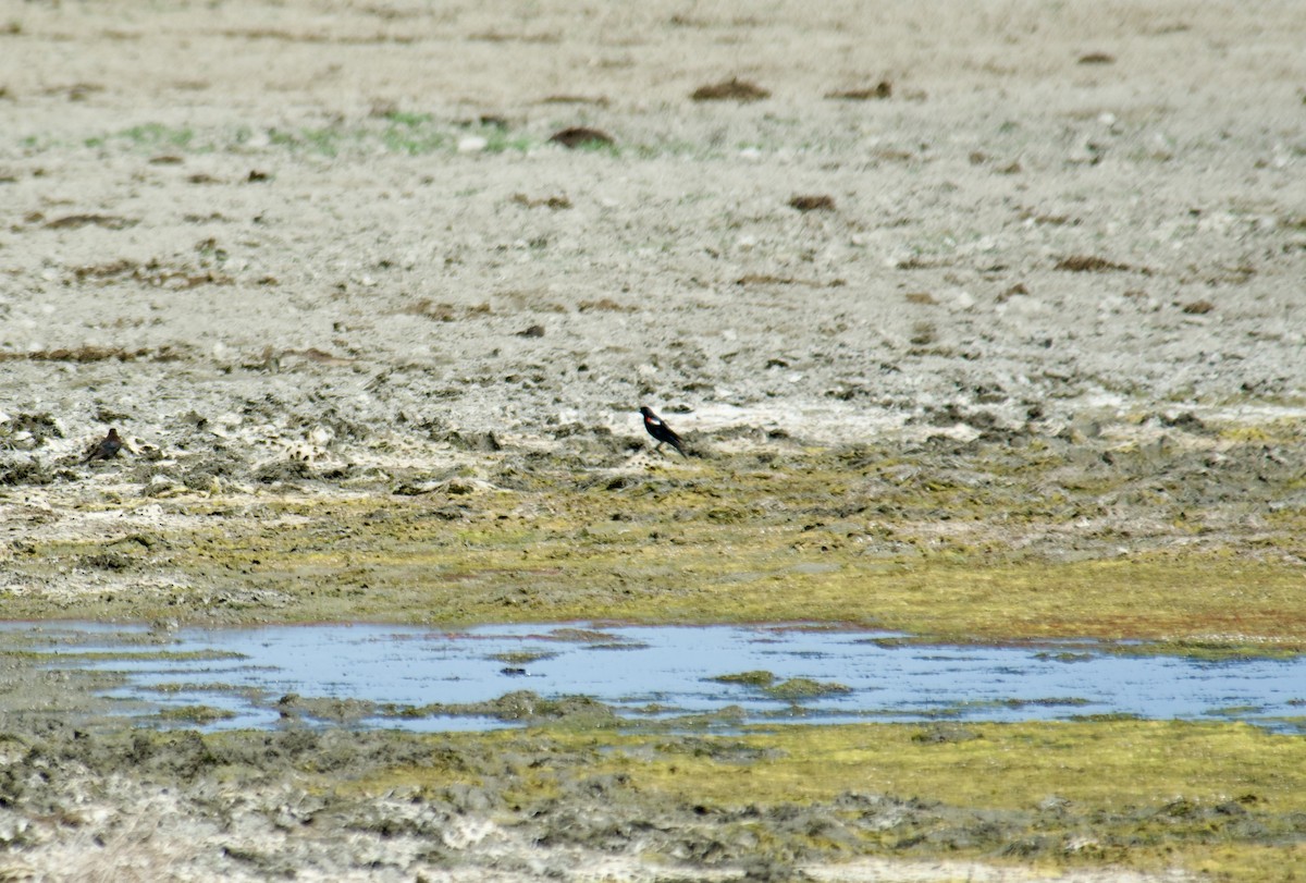 Tricolored Blackbird - ML645460938
