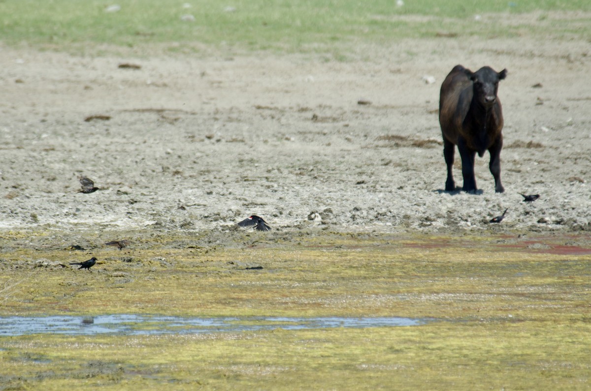 Tricolored Blackbird - ML645460939