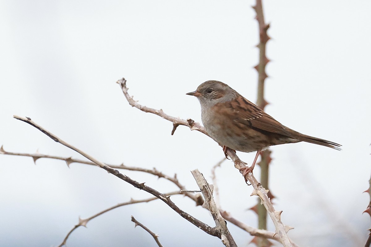 Dunnock - ML645460949