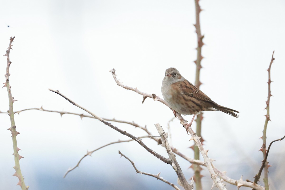 Dunnock - ML645460950