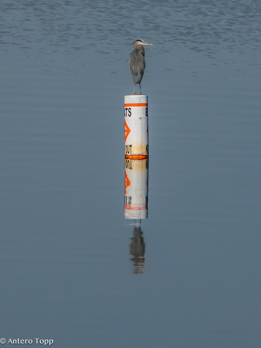 Great Blue Heron - ML645460953