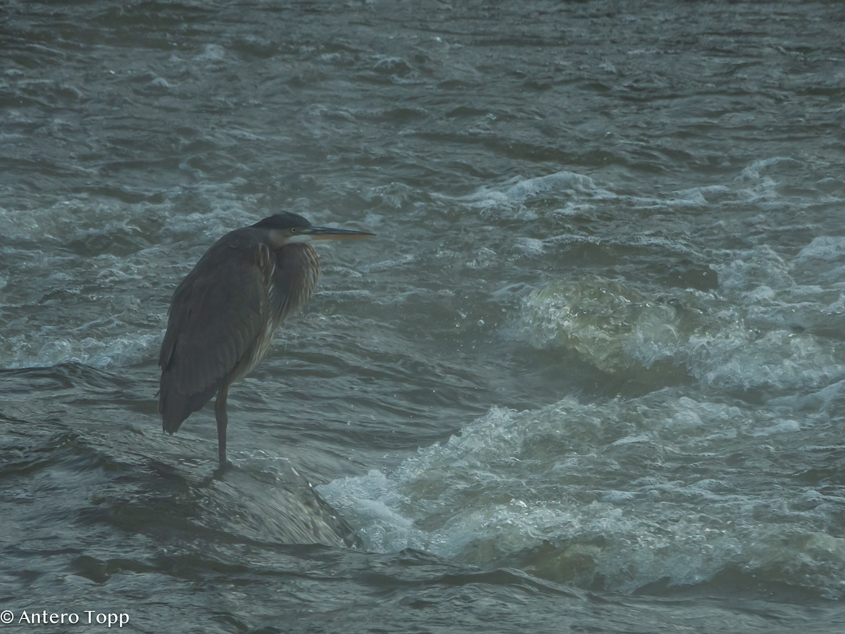 Great Blue Heron - ML645460954