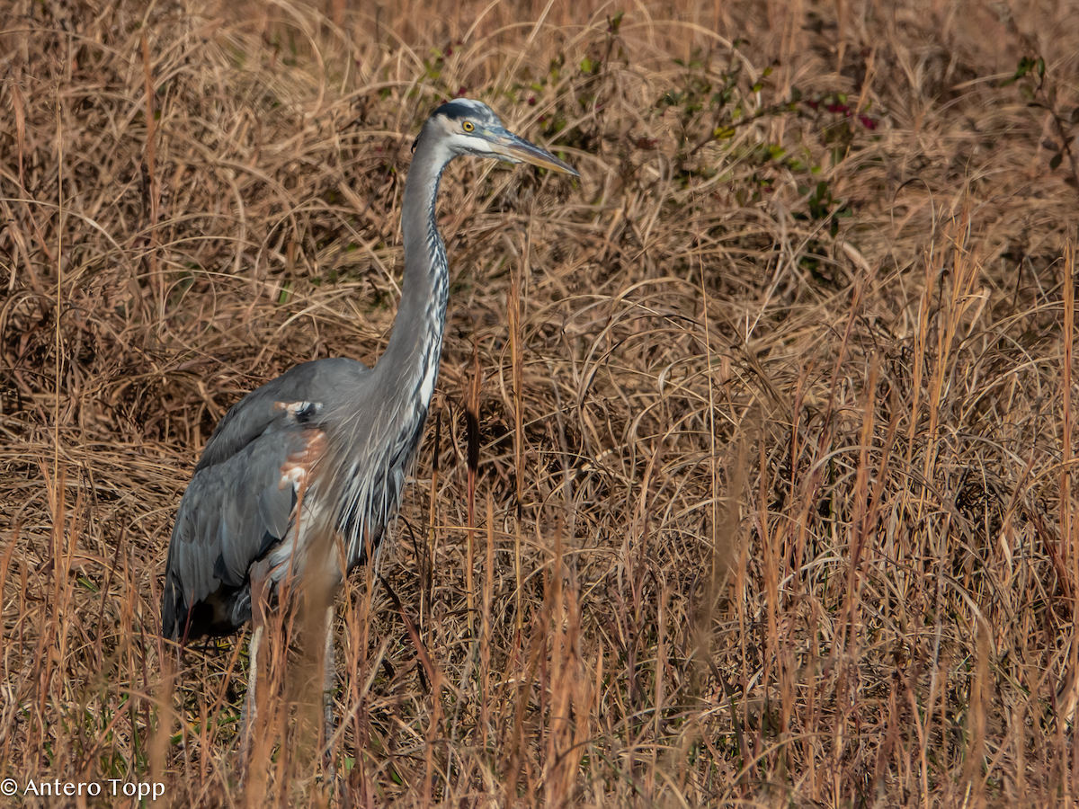 Great Blue Heron - ML645460956