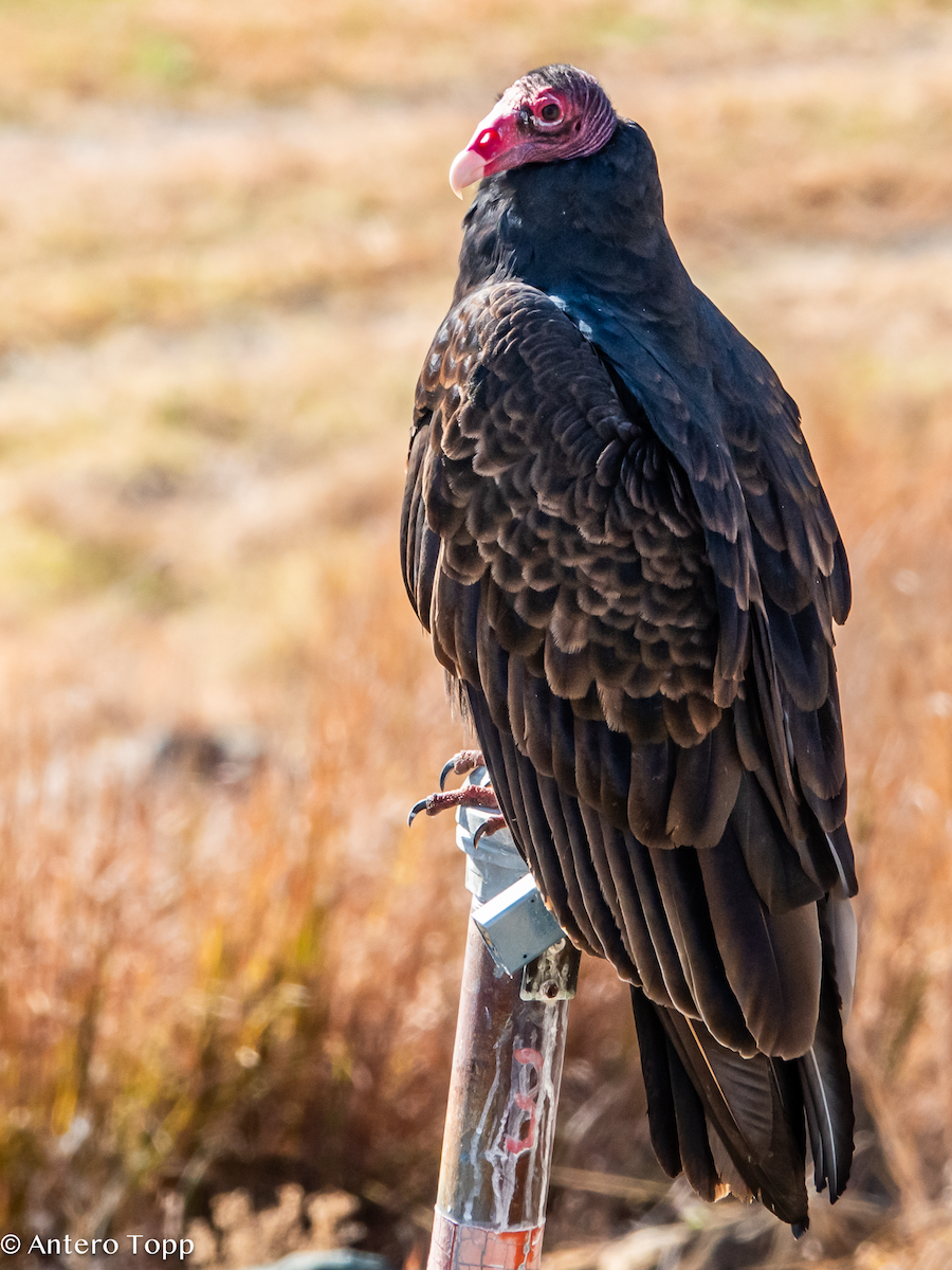 Turkey Vulture - ML645460978