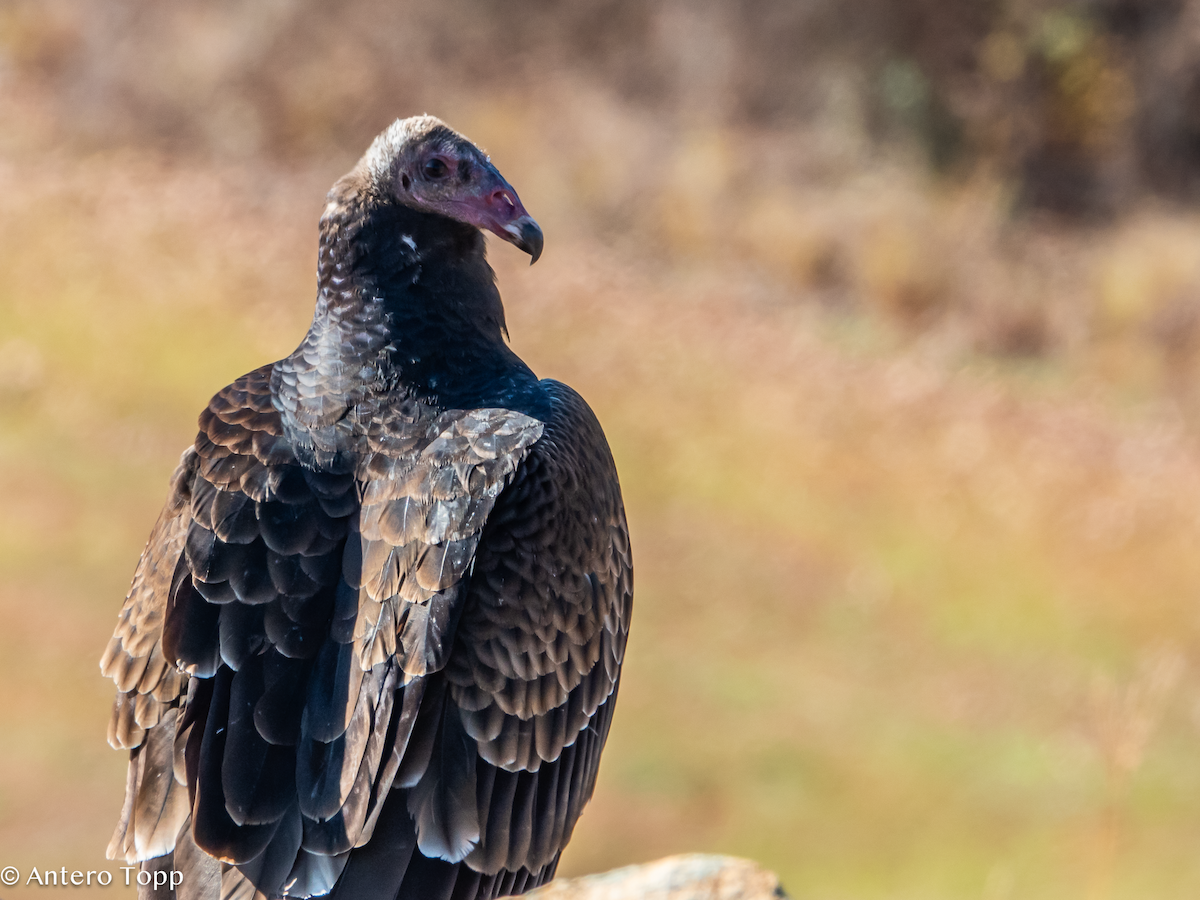 Turkey Vulture - ML645460979