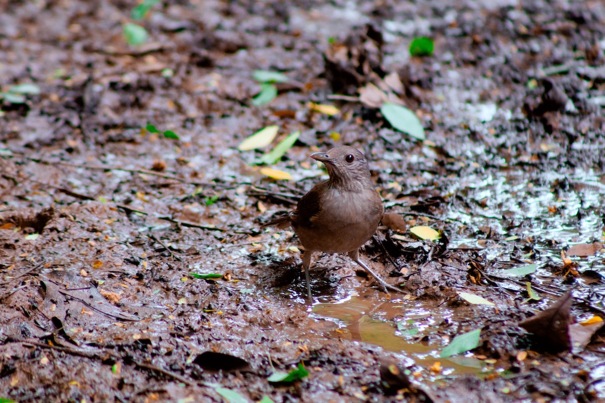 Pale-breasted Thrush - ML645460980