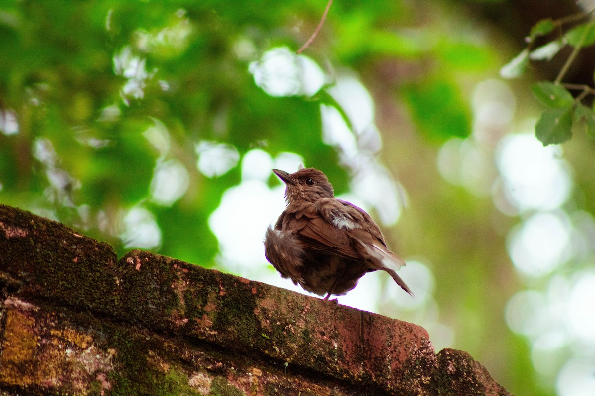 Pale-breasted Thrush - ML645460981
