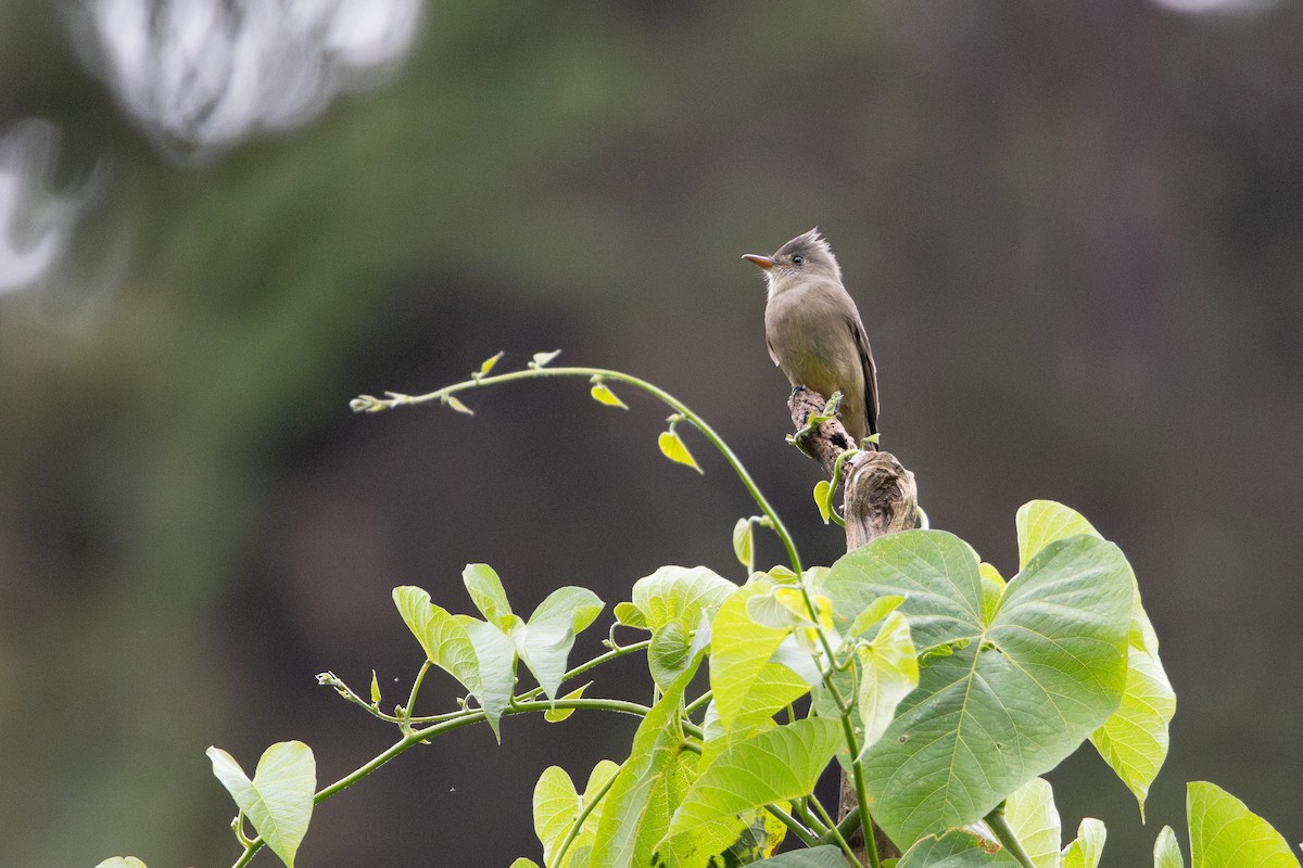 Піві великий - ML645460988