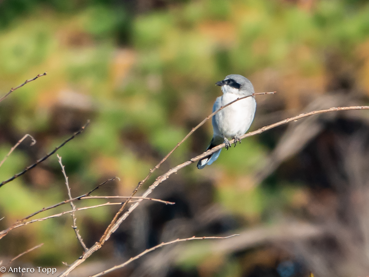 Loggerhead Shrike - ML645460991