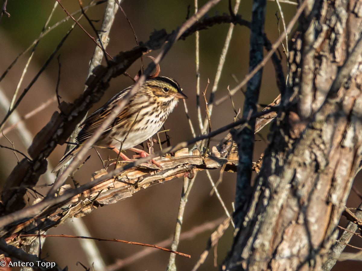 Savannah Sparrow - ML645461009