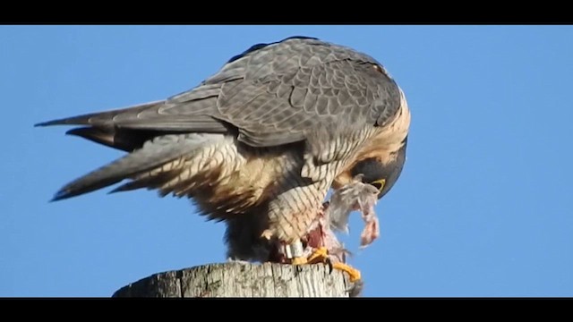 Сапсан - ML645461019