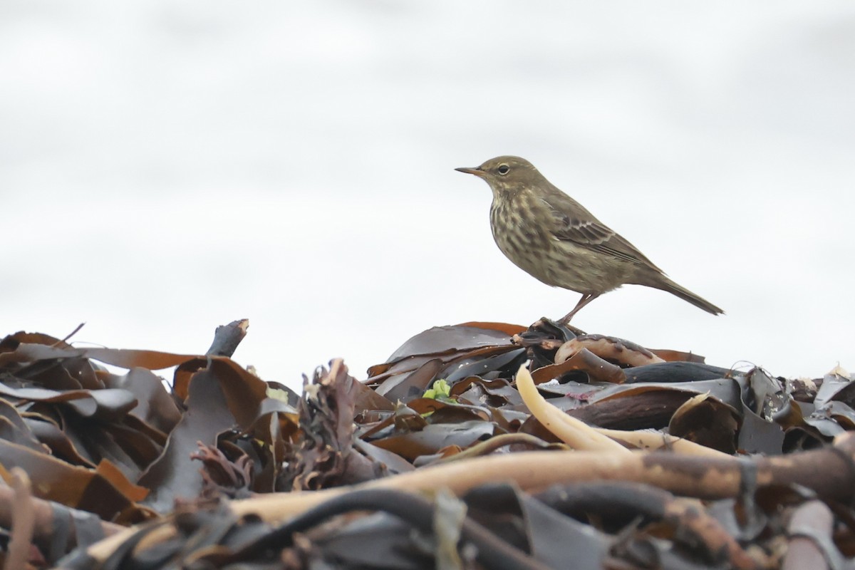 Rock Pipit - ML645461023