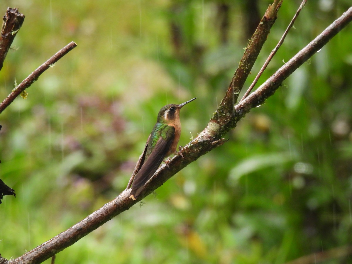 sylfa mozaiková - ML645461030