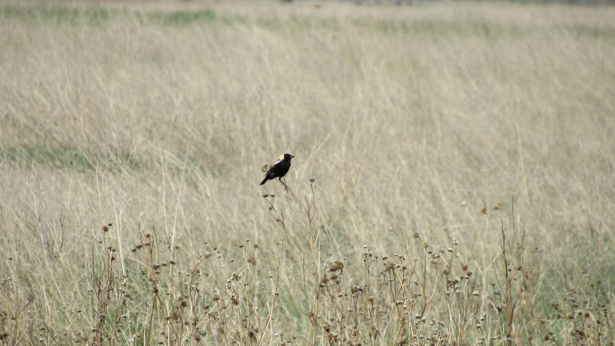 Bobolink - ML645461042