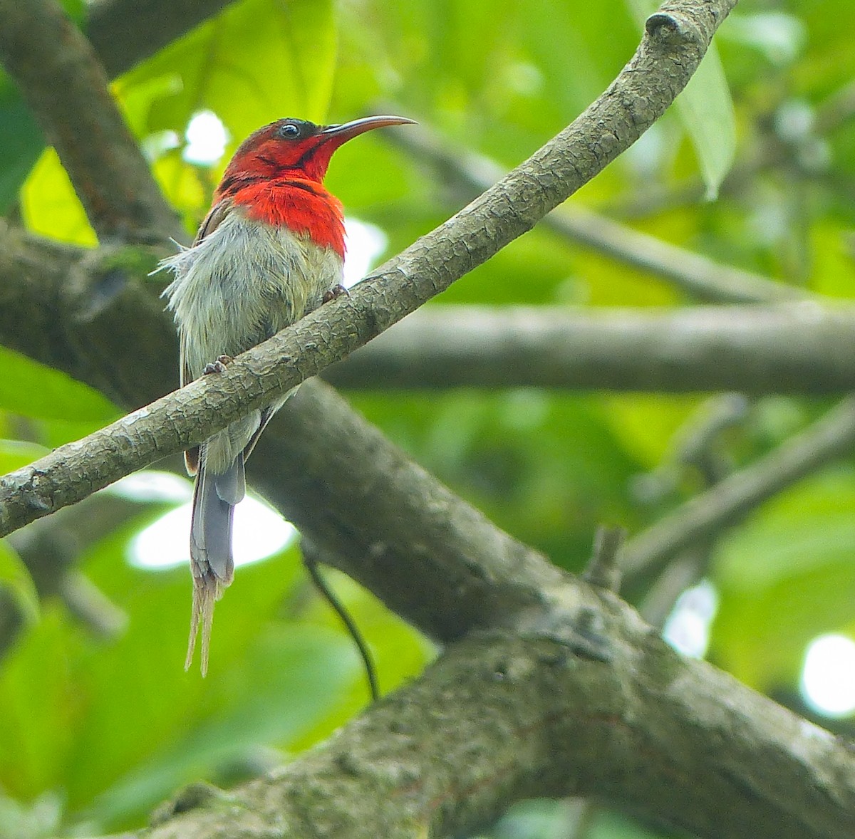 strdimil karmínovoprsý - ML645461051